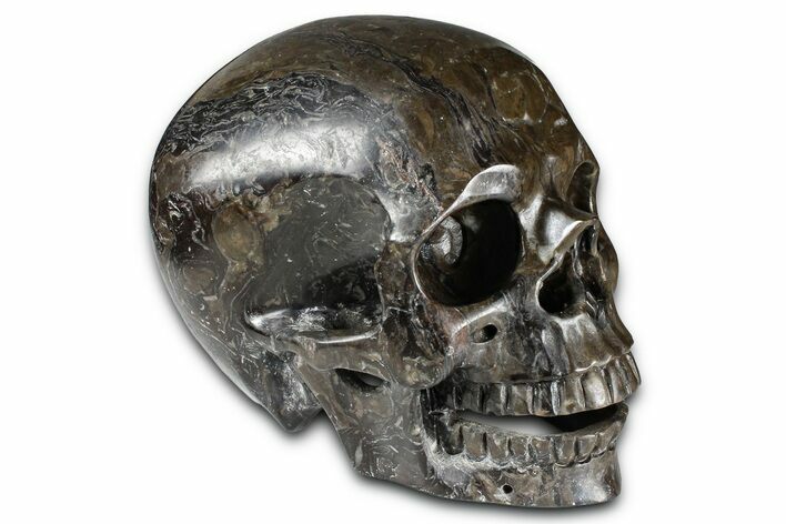 Realistic, Dark Coquina Stone Skull #378650